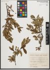 Foto von Salix helvetica Vill. x Salix waldsteiniana Willd.